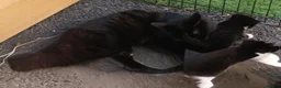 Mixed Breed cats for sale: Cute kittens  in Hornchurch - Advert 2