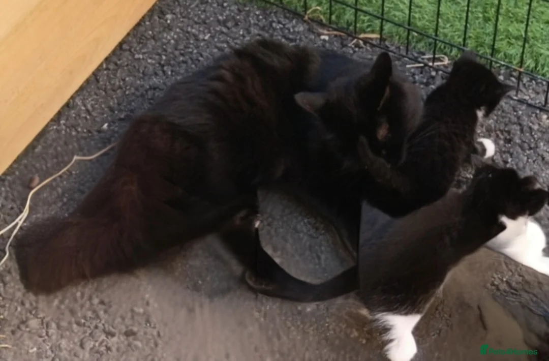 Mixed Breed cats for sale: Cute kittens  in Hornchurch - Advert 2