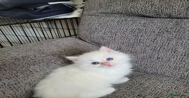 Ragdoll cats - Advert 7