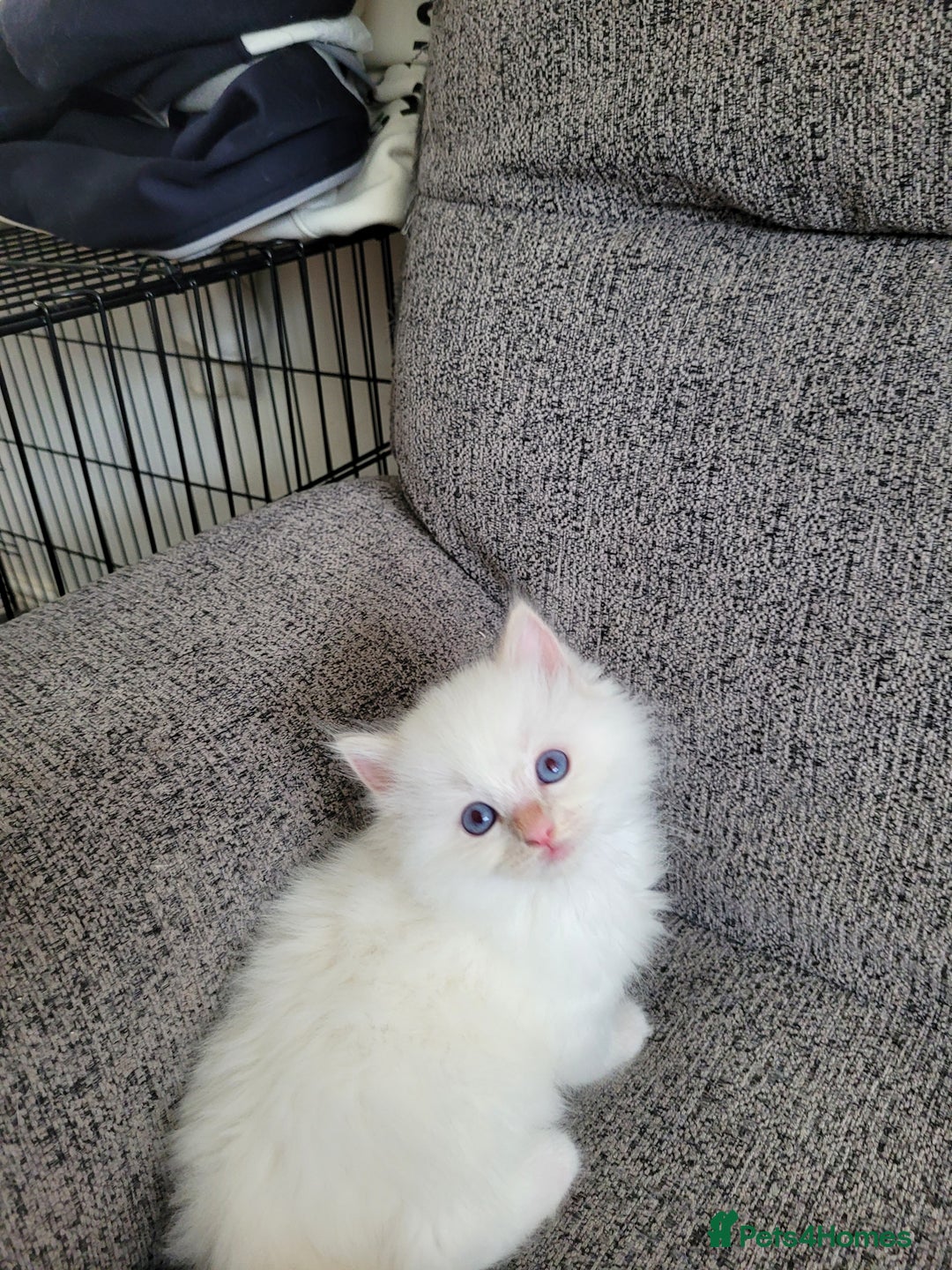 Ragdoll cats for sale: REDUCED Ragdoll kitten ready now - Image 2