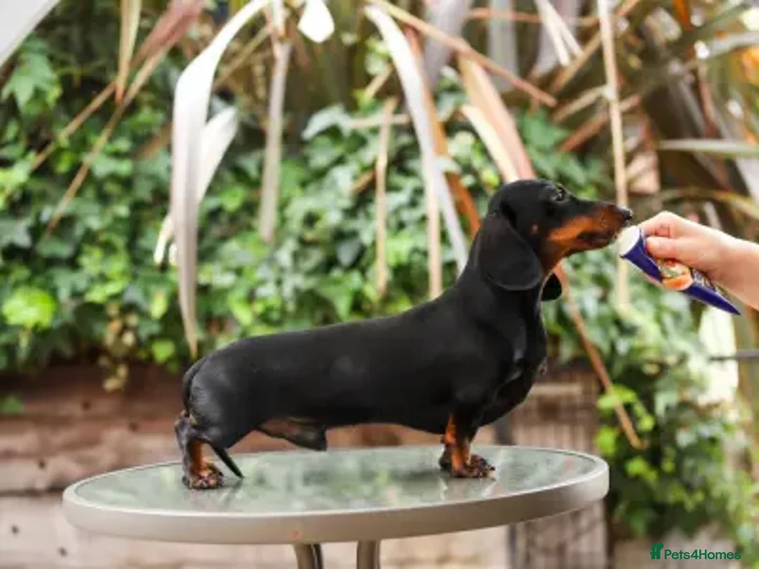 Miniature Dachshund dogs for sale: Kc reg smooth haired miniature dachshund - Advert 8