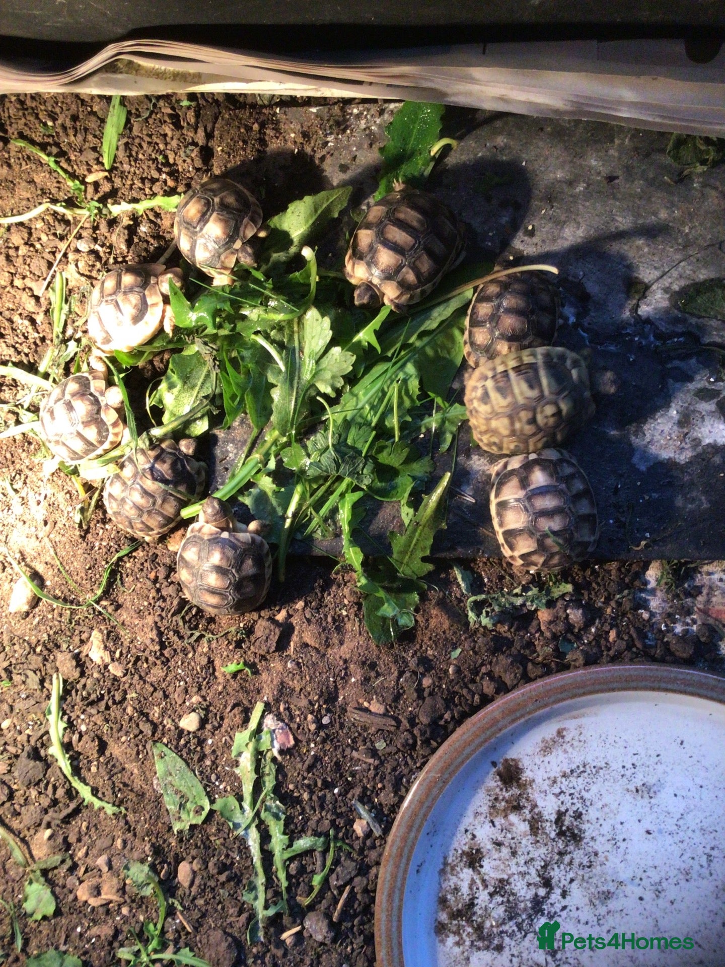 Tortoise reptiles for sale: Mixed Herman and Marginated Baby Tortoises  - Advert 1