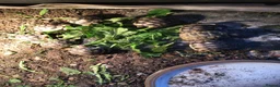 Tortoise reptiles for sale: Mixed Herman and Marginated Baby Tortoises  - Advert 1