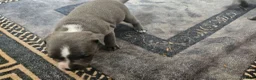 Staffordshire Bull Terrier dogs for sale: Blue staffy pups. Blue bronsen bloodline - Advert 13