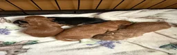 Cockapoo dogs for sale: 4 F2 cockapoo puppies - Advert 9
