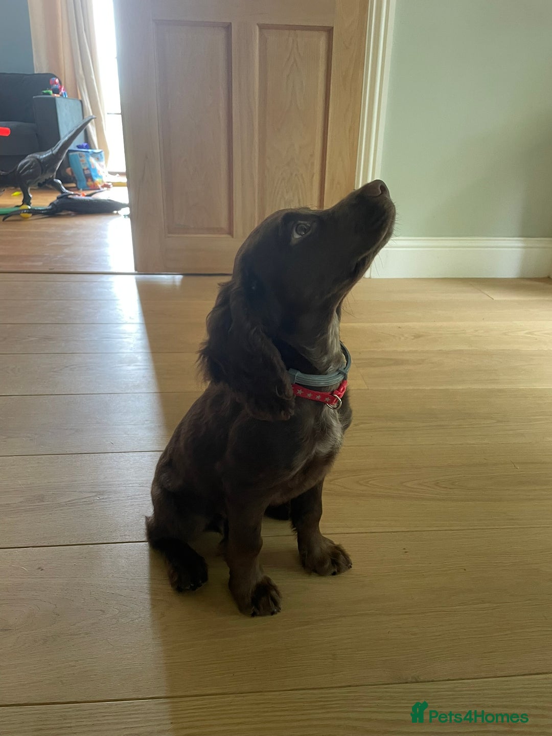 Cocker Spaniel dogs for sale: Stunning KC reg working cocker spaniel - Image 6