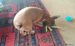 French Bulldog dogs for sale: French bulldog puppy  - Image 7