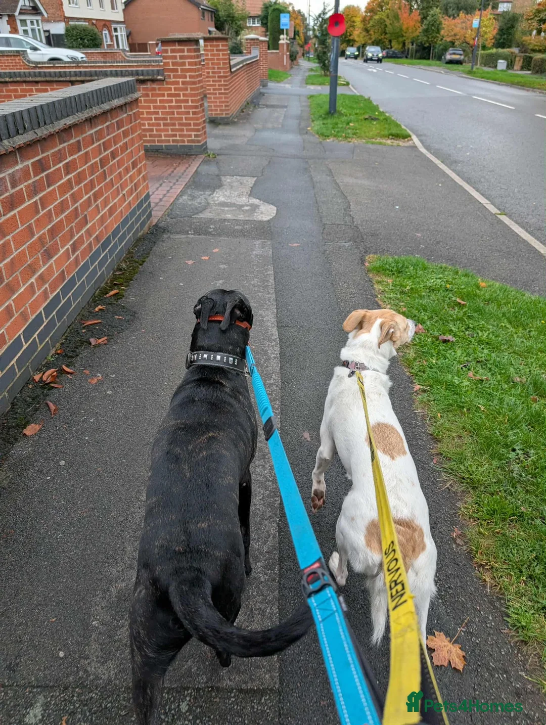 Mixed Breed dogs for adoption: Do perfect dogs exist? YES, they do:💙LOKI💙 - Advert 8