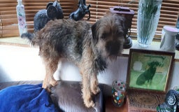 Border Terrier dogs for sale: Border Terrier Bitch - Image 3