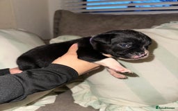 Mixed Breed dogs for sale: Olde English Bulldogge/Staffy bull Collie mix - Image 20