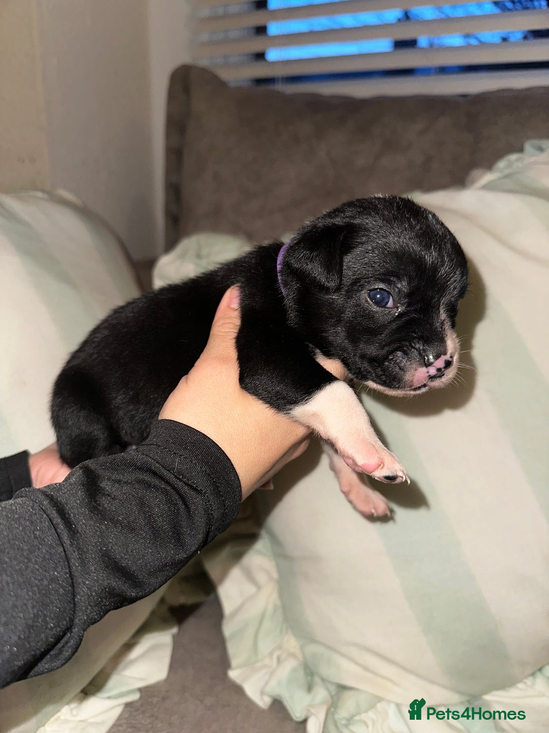 Mixed Breed dogs for sale: Olde English Bulldogge/Staffy bull Collie mix - Image 20