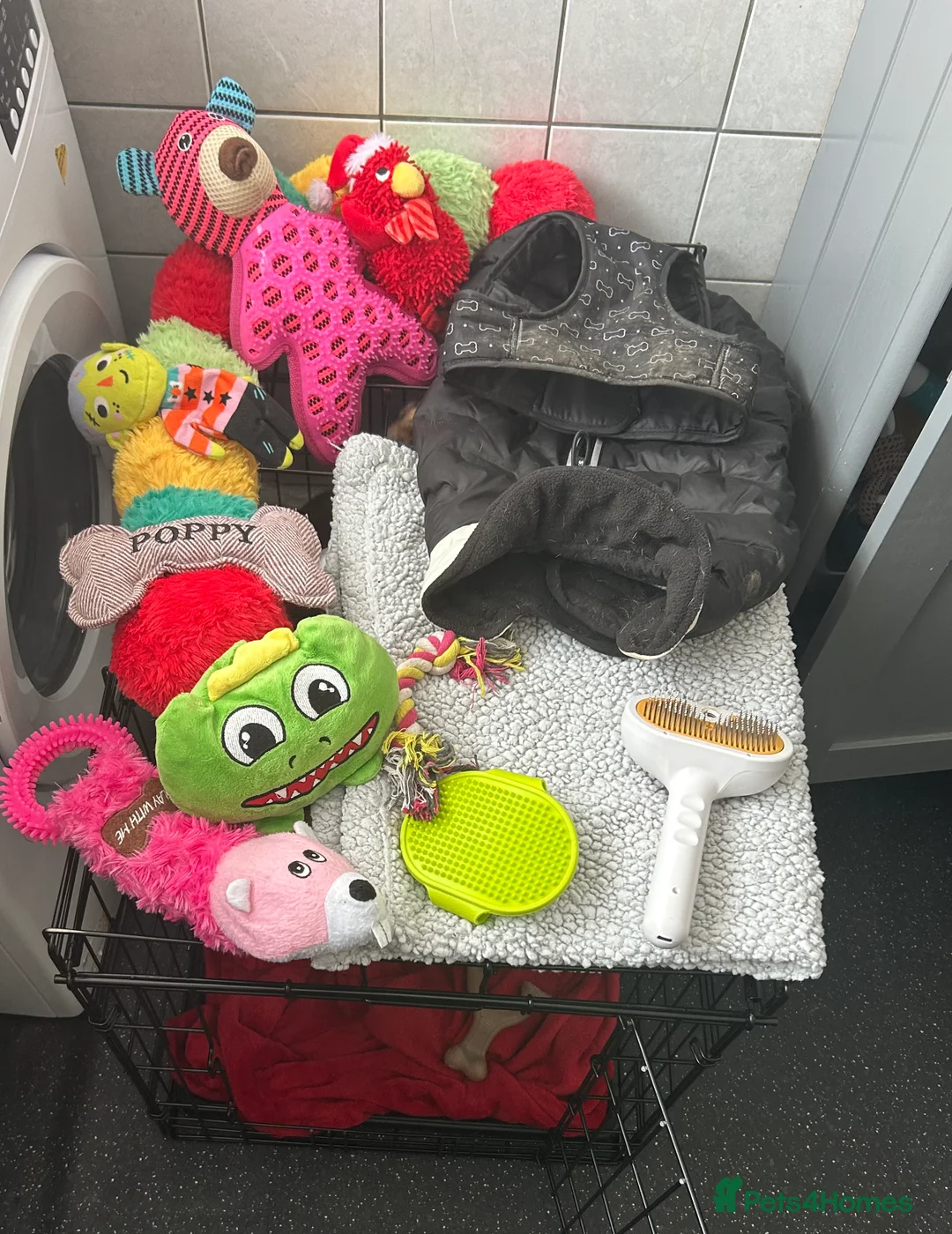 French Bulldog dogs for sale: Poppy - Advert 18