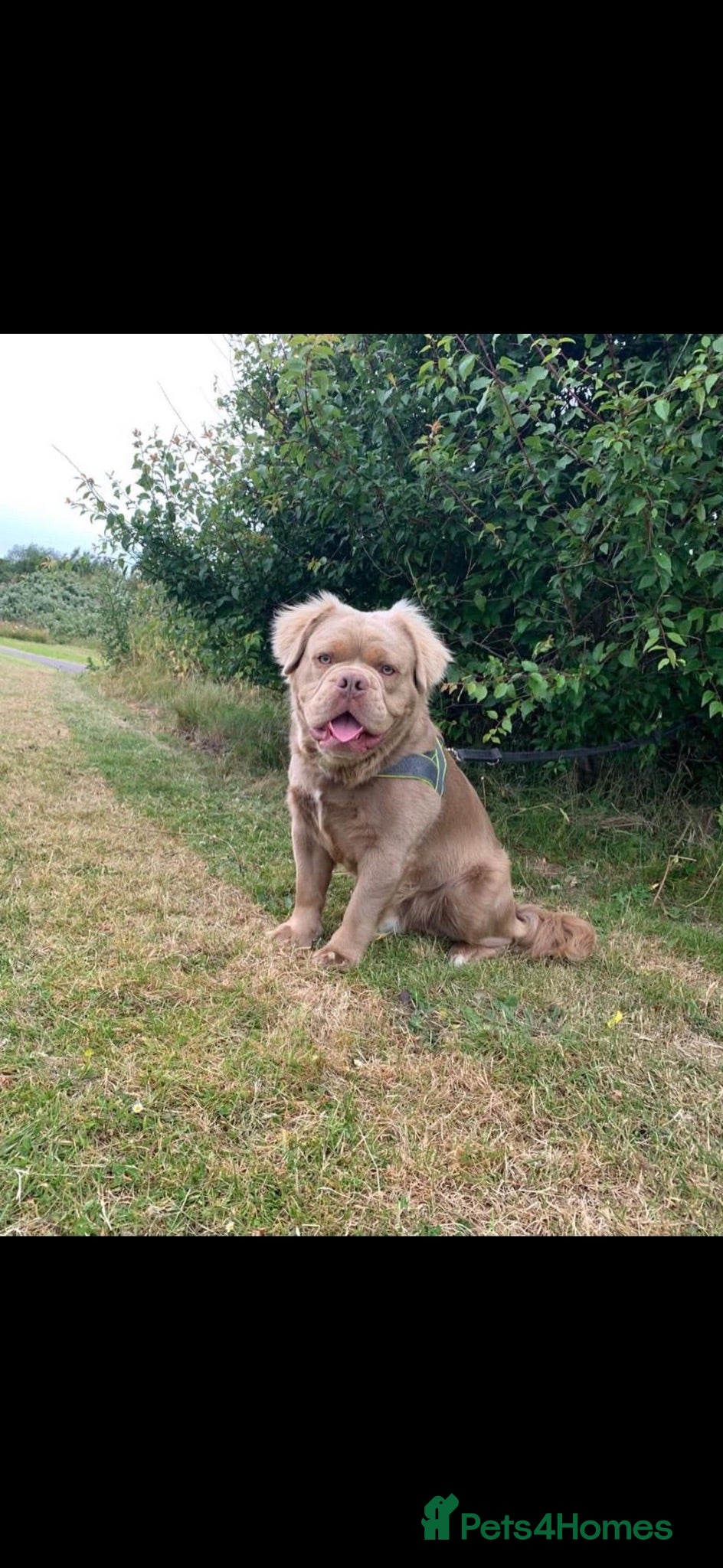 Olde English Bulldogge dogs EDDIE THE LION  - Advert 1