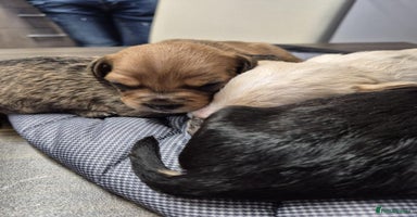 Mixed Breed dogs Gorgeous puppies looking for forever homes - Advert 14