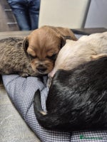 Mixed Breed dogs Gorgeous puppies looking for forever homes - Advert 14