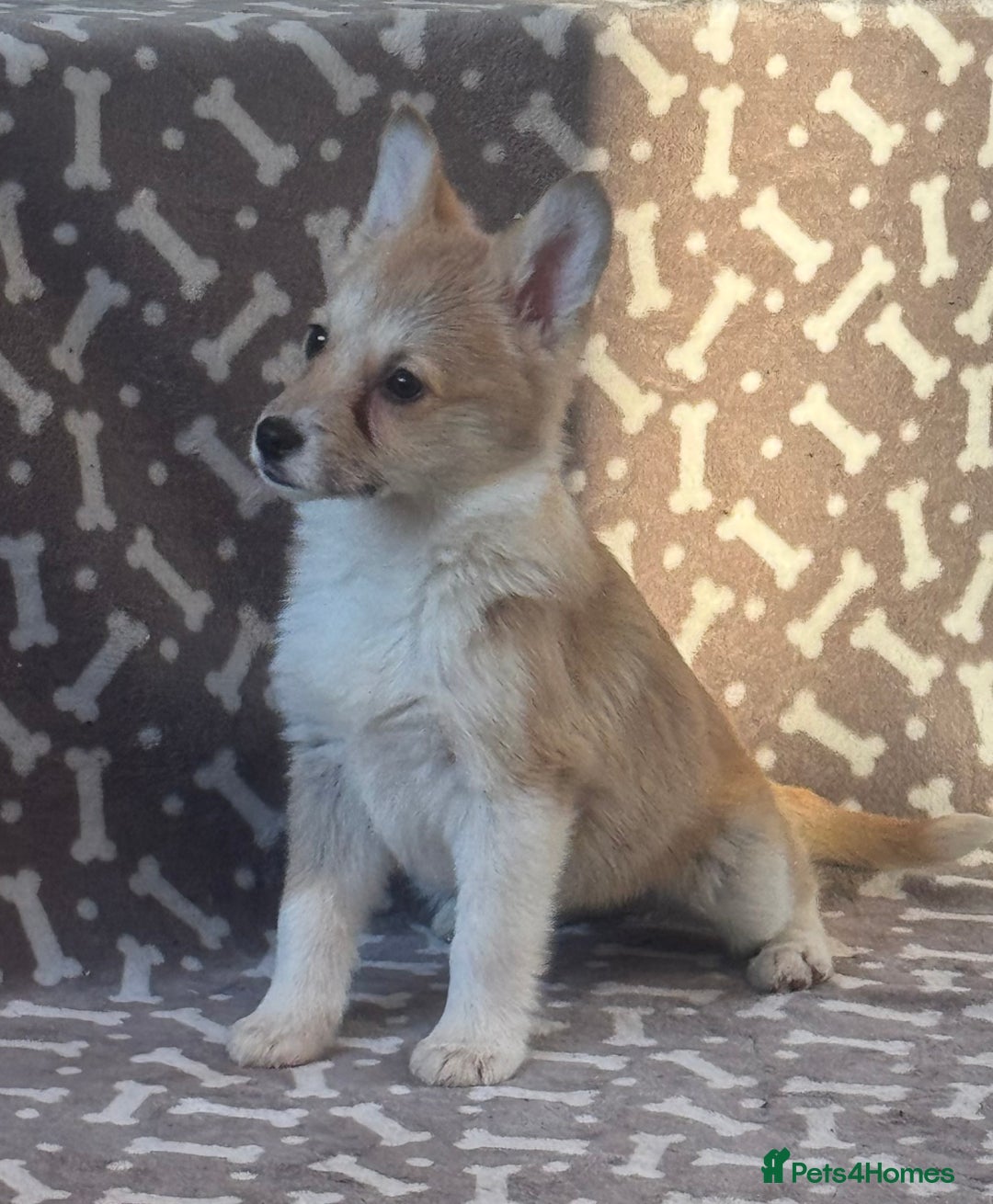 Welsh Corgi Pembroke dogs for sale: Beautiful Welsh Pembroke corgis - Advert 1