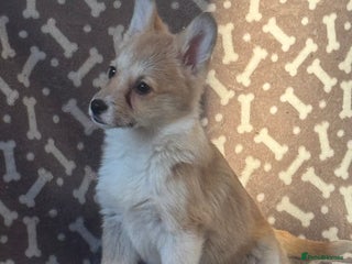 Welsh Corgi Pembroke dogs Beautiful Welsh Pembroke corgis - Advert 1