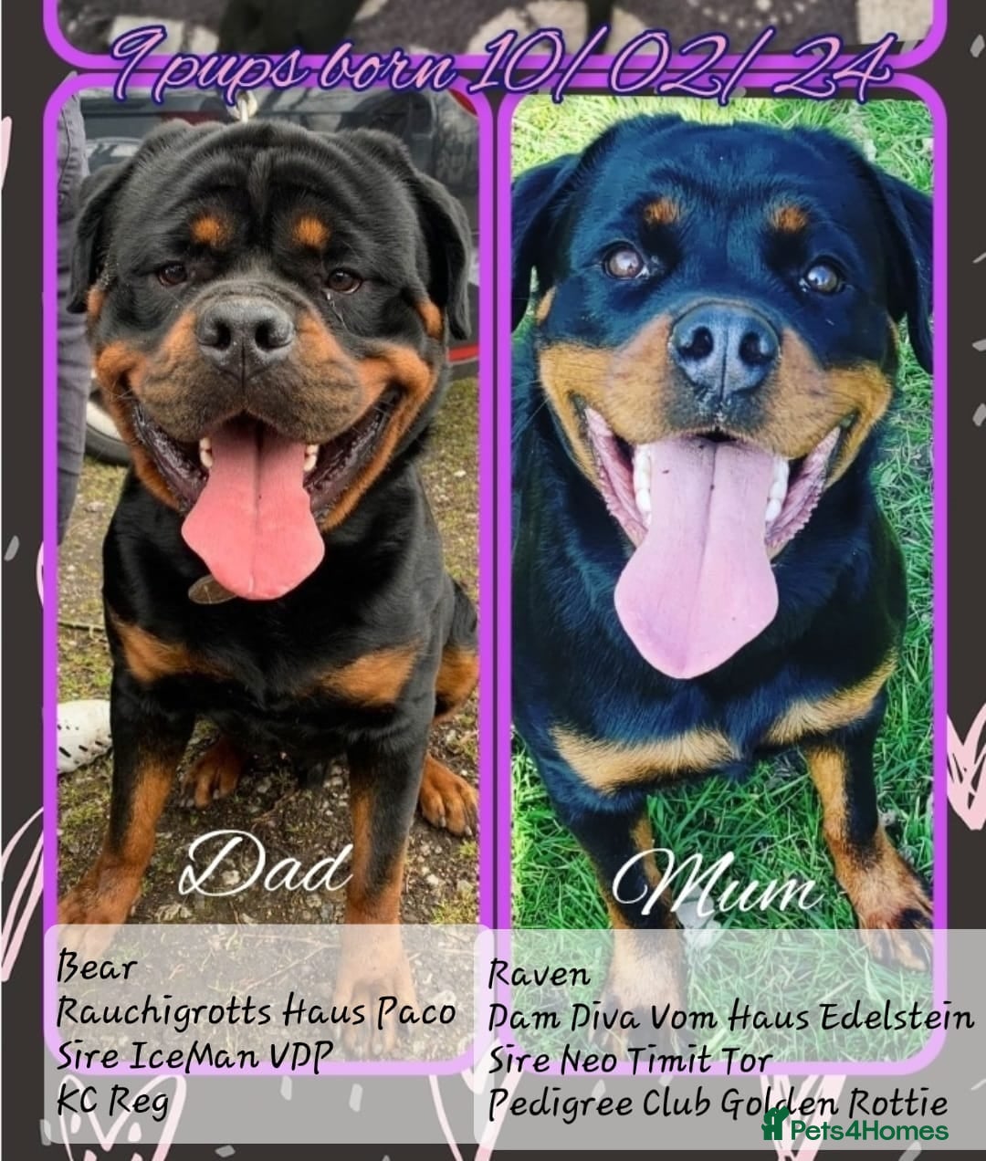 Rottweiler dogs Pure Pedigree Rottweiler Puppies - Advert 4