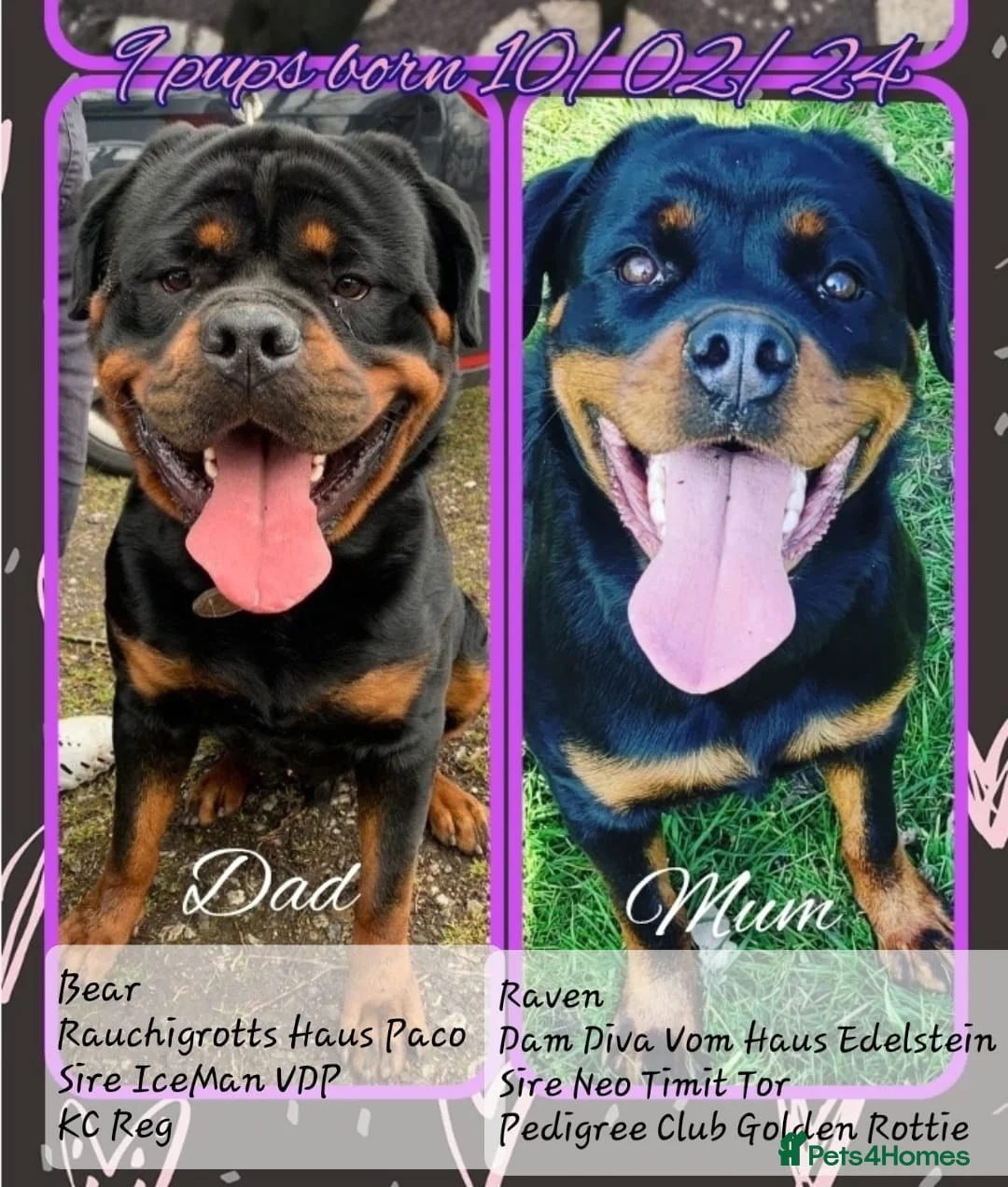 Rottweiler dogs for sale: Pure Pedigree Rottweiler Puppies - Advert 1