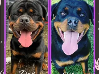 Rottweiler dogs Pure Pedigree Rottweiler Puppies - Advert 4