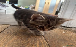 Mixed Breed cats for sale: Female cat - Image 2
