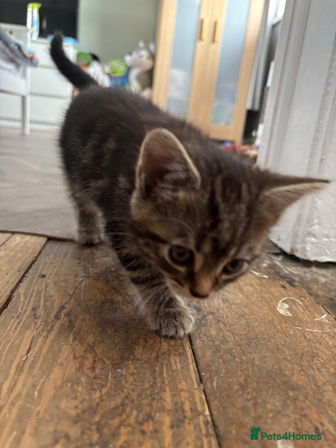 Mixed Breed cats for sale: Female cat - Image 2