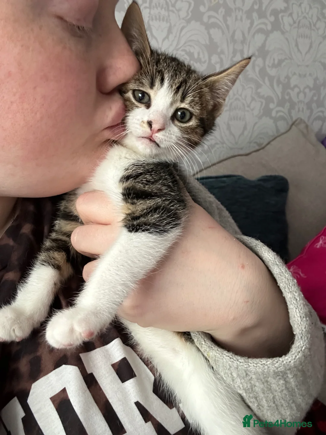 Mixed Breed cats for sale: Female tabby kitten - Advert 2