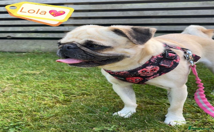 Pug dogs - Advert 1