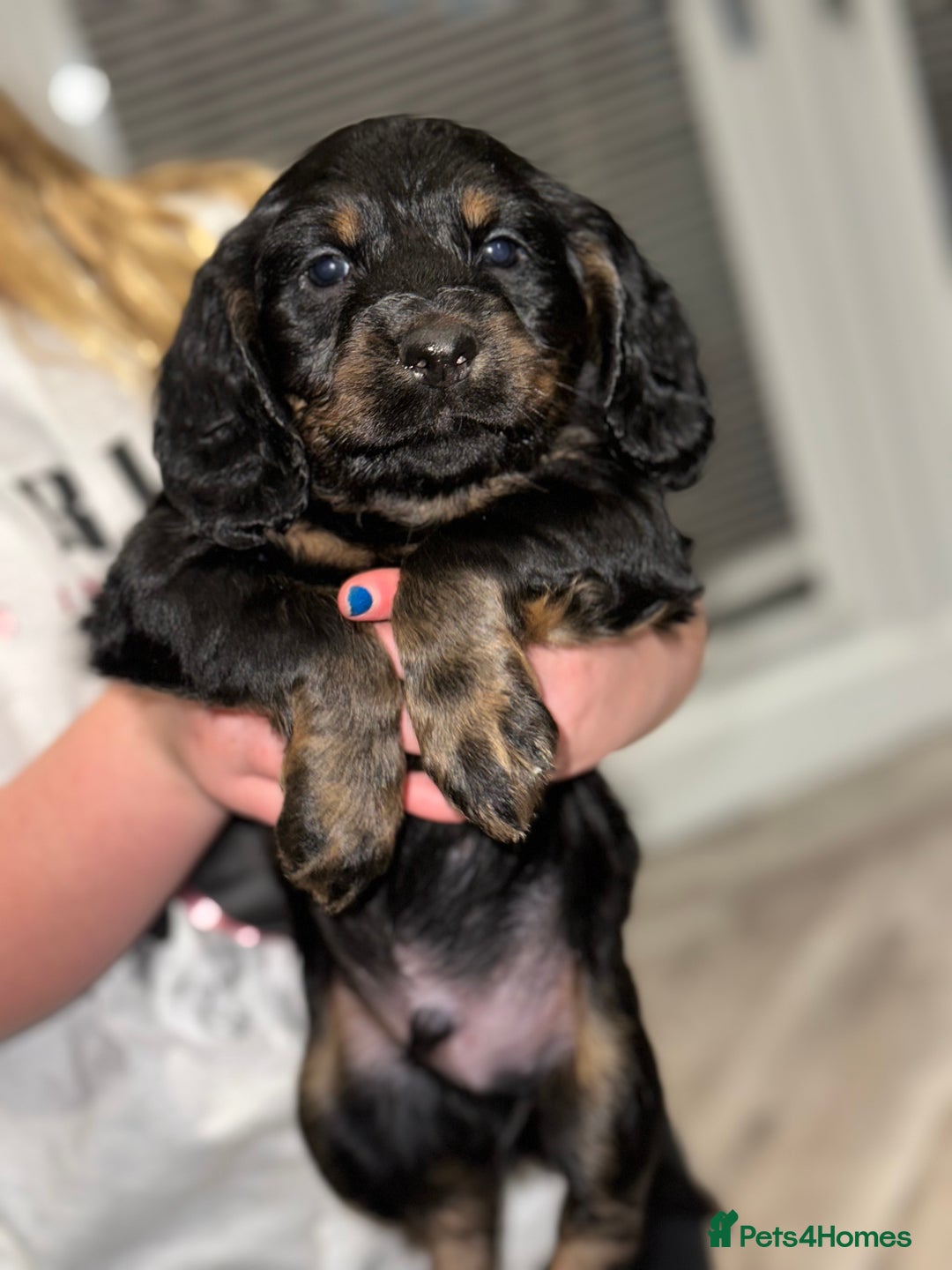 Cocker Spaniel dogs for sale: FIVE BEAUTIFUL COCKER SPANIEL BOYS - Advert 4