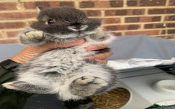 Netherland Dwarf rabbits for sale: Netherland Dwarf Bunnies - 6 left - Image 12