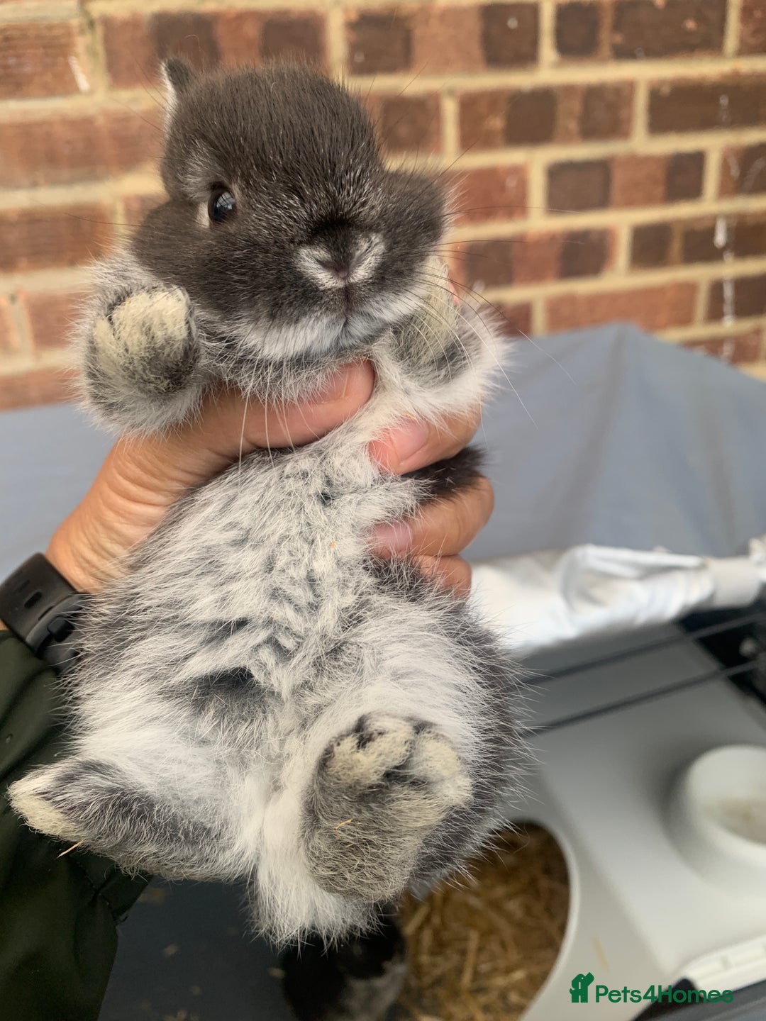 Netherland Dwarf rabbits for sale: Netherland Dwarf Bunnies - 6 left - Image 12