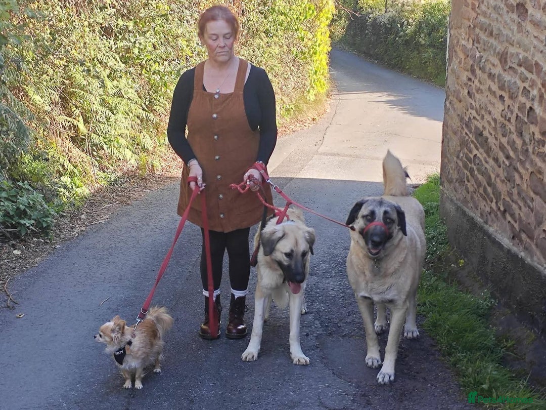 Mixed Breed dogs for adoption: Meet Frosty, currently residing in Gloucester  - Advert 9