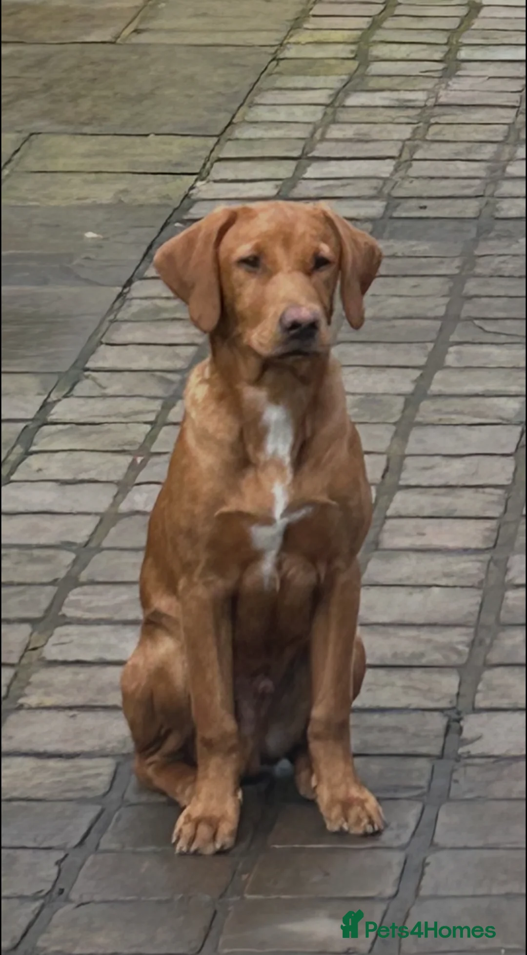 Labrador Retriever dogs for sale: Beautiful Labrador Puppies KC Registered 3 Left - Advert 10