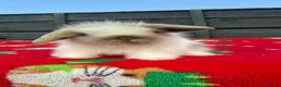Mini Lion Lop rabbits for sale: Beautiful Mini Lion Lop Boys - Advert 6