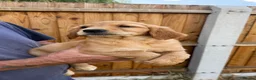 Golden Retriever dogs for sale: Beautiful Red golden retriever puppies - Advert 4