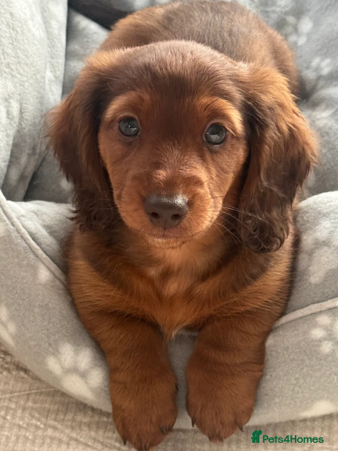 Miniature Dachshund dogs for sale: Long Haired ( Choclate Based ) Mini Dachshunds  - Advert 13