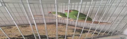 Parrots birds for sale: Pair of Red lored amazon for sale in Peterborough - Advert 7