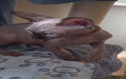 Sphynx cats for sale: 5 Adorable Sphynx Kittens for sale! - Image 23