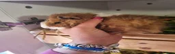 Guinea Pig rodents for sale: Baby guinea pig boys  - Advert 6