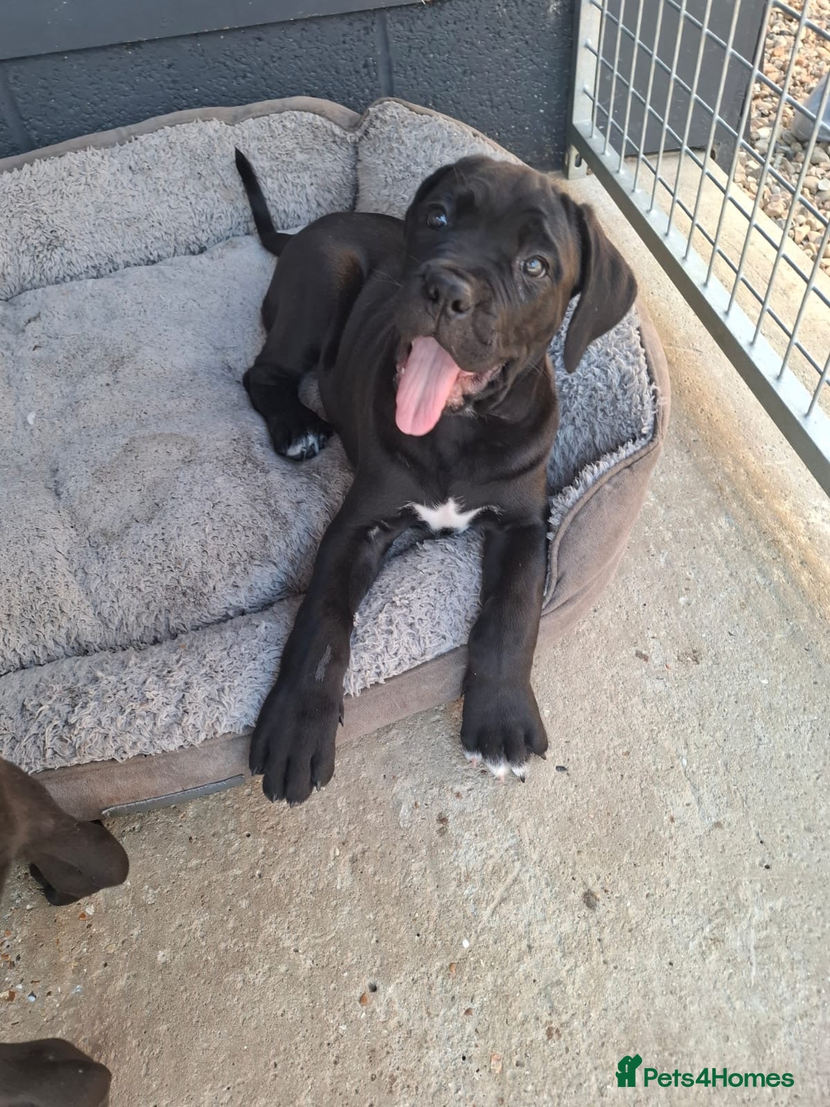 Cane Corso dogs CANE CORSO PUPPIES - Advert 13