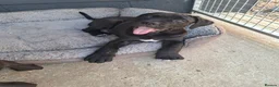 Cane Corso dogs for sale: CANE CORSO PUPPIES - Advert 7