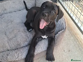 Cane Corso dogs CANE CORSO PUPPIES - Advert 4