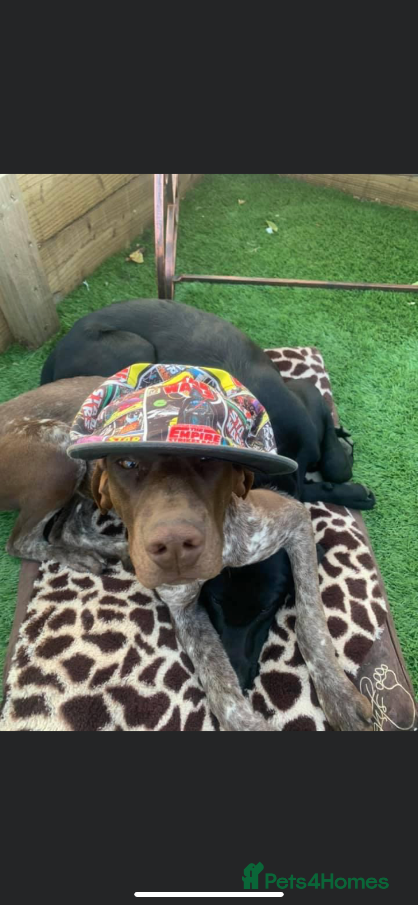 German Shorthaired Pointer dogs GSP KC REGISTERED PUPPIES - Advert 2