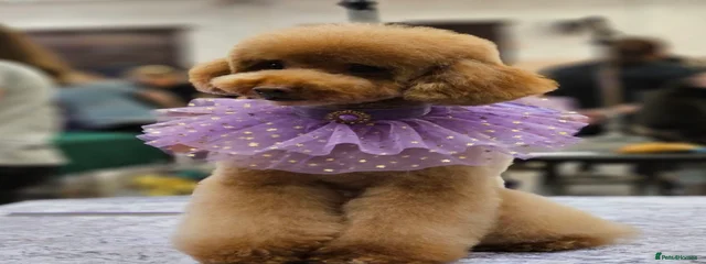 Bean