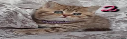 British Shorthair cats for sale: British kittens  - Advert 3