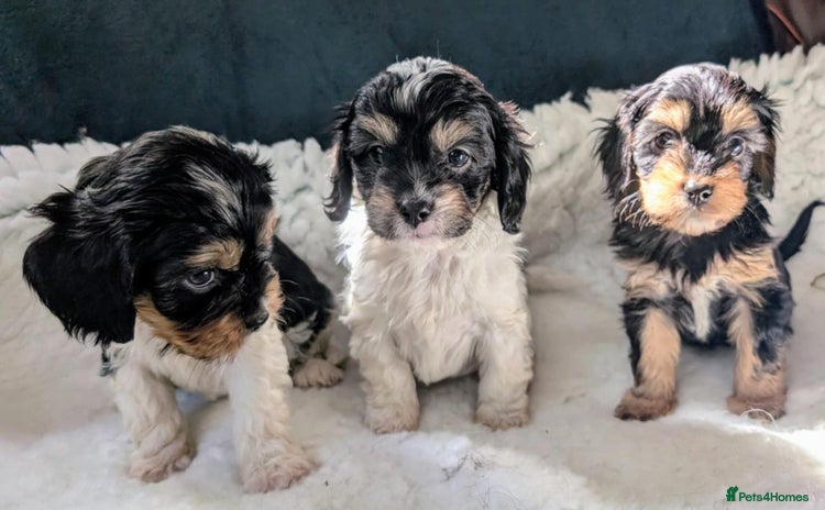 Cavapoo dogs - Advert 2