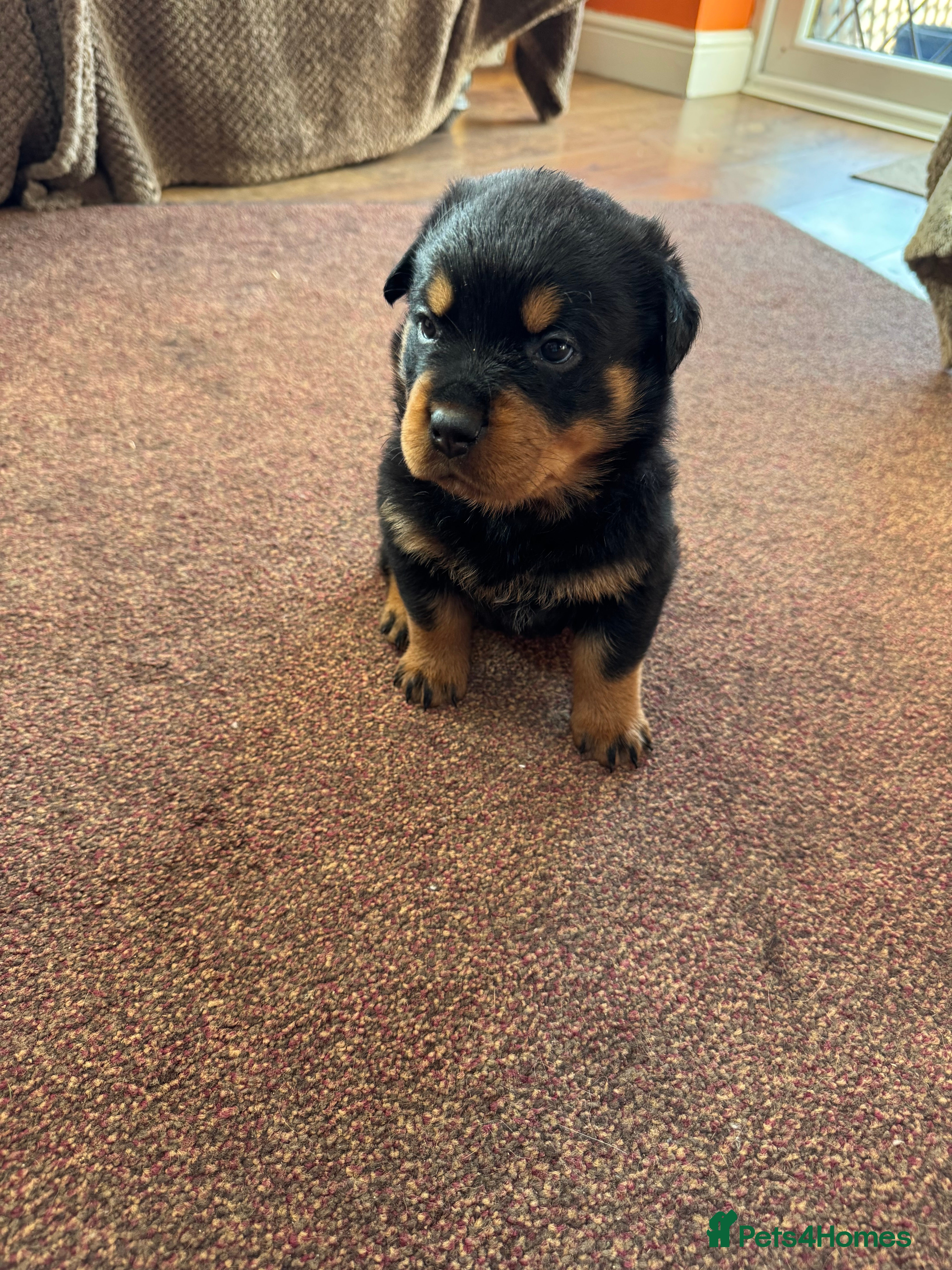 Rottweiler dogs Purebred Rottweiler bitch pup - Advert 1