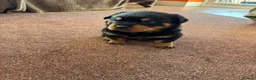 Rottweiler dogs for sale: Purebred Rottweiler bitch pup - Advert 1