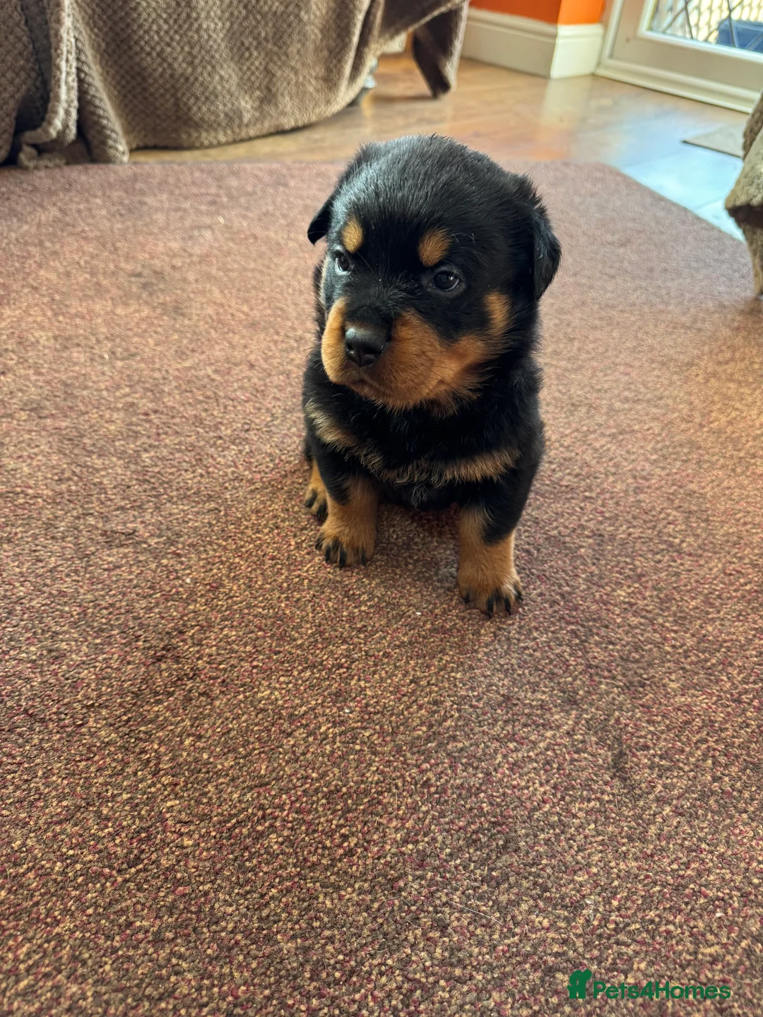 Rottweiler dogs for sale: Purebred Rottweiler bitch pup - Advert 1