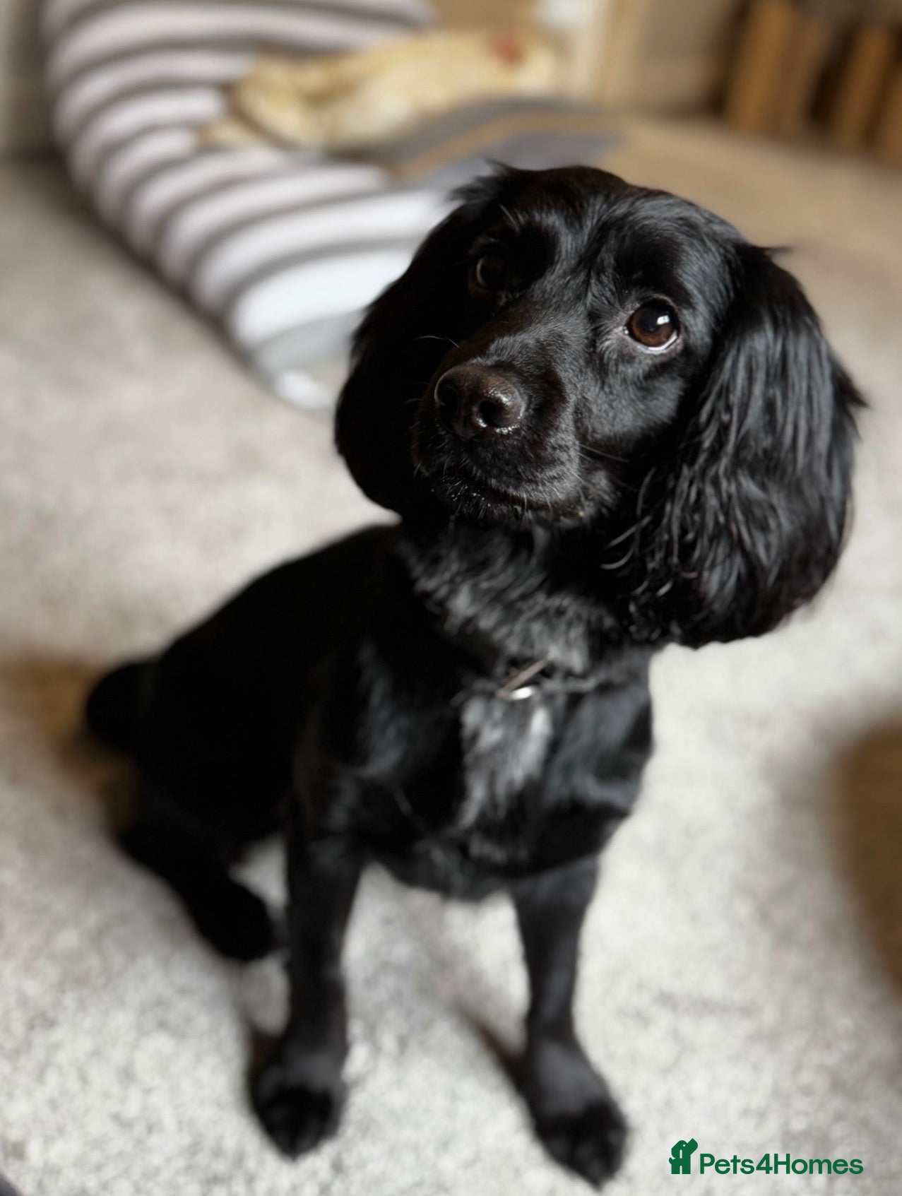 Sprocker dogs Sprocker  - Advert 1